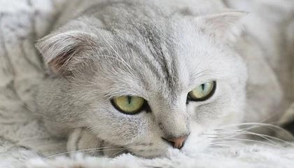 爱游戏娱乐-那不勒斯主场翻船，不敌萨索洛跌出前四，那不勒斯新球场