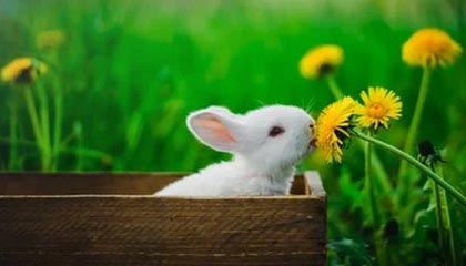 AYX体育官网-亚洲球队在国际比赛中展现出强大实力，亚洲球队排名积分榜